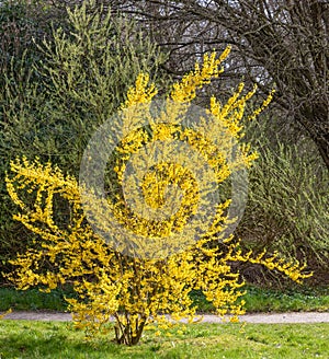 Border Forsythia x intermedia, spring flowering shrub with yellow flowers, in garden photo